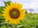 Sunflower - Image 2